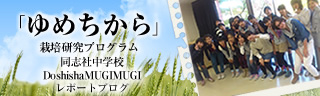 「ゆめちから」栽培研究プログラム　レポートブログ