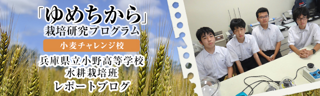 「ゆめちから」栽培研究プログラム　レポートブログ